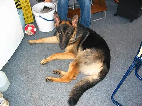 Schæferhund Darco - Camping er bare livet.. billede 8