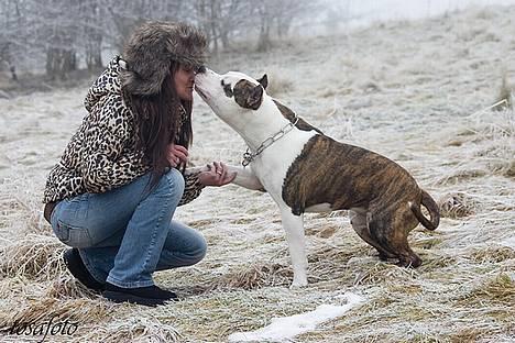 Amerikansk staffordshire terrier Wido Swoboda billede 10