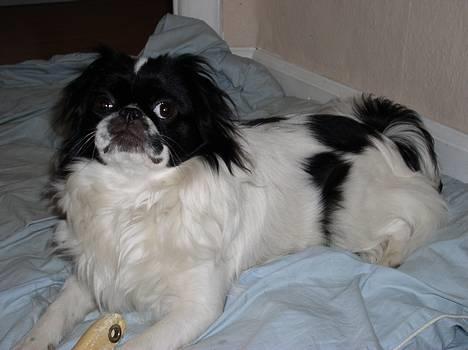 Japanese Sally & Frede ;O) billede 13