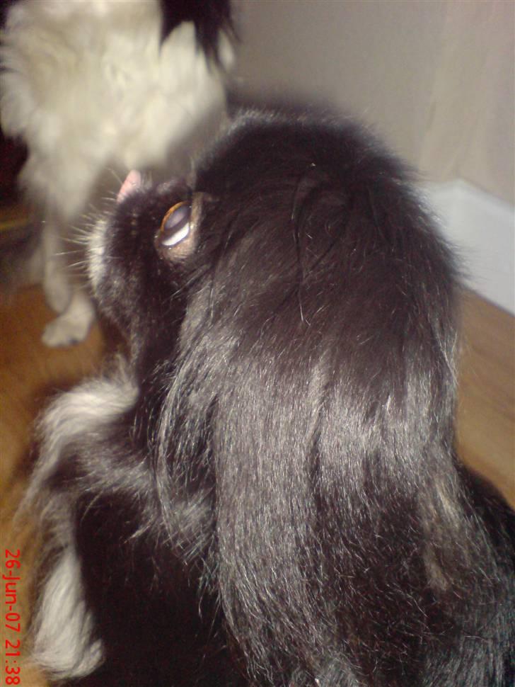 Japanese Sally & Frede ;O) billede 14