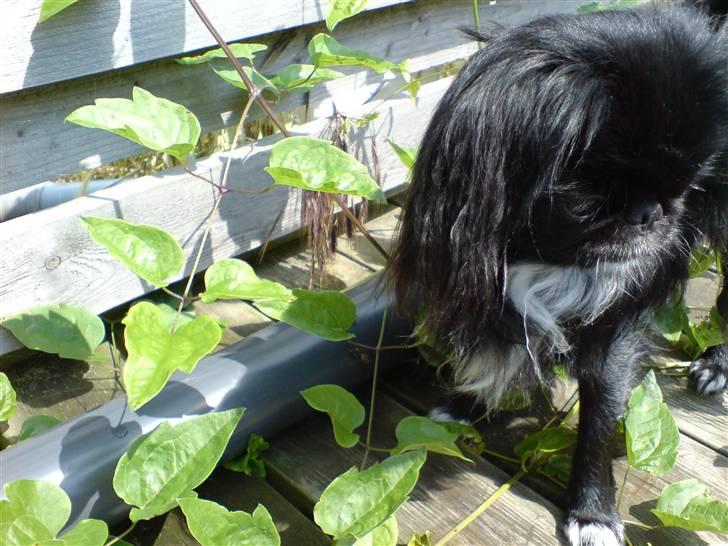 Japanese Sally & Frede ;O) billede 15