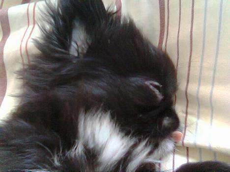 Japanese Sally & Frede ;O) billede 17