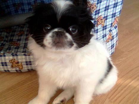 Japanese Sally & Frede ;O) billede 18