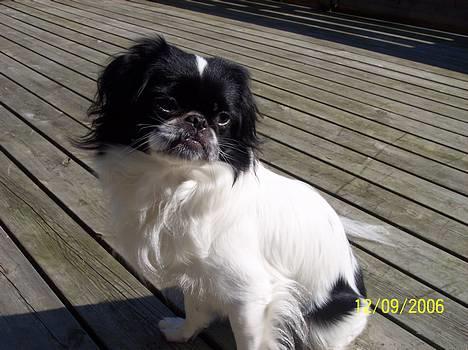 Japanese Sally & Frede ;O) billede 19