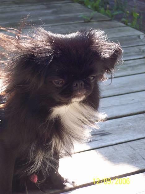 Japanese Sally & Frede ;O) billede 20