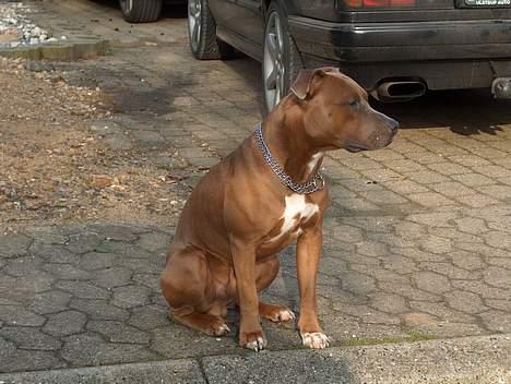 Amerikansk staffordshire terrier anton billede 1