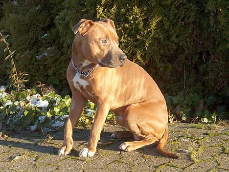 Amerikansk staffordshire terrier anton billede 2