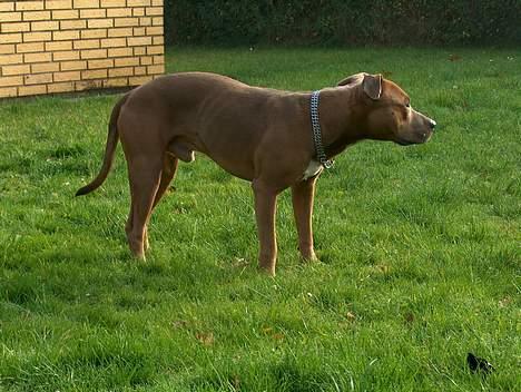 Amerikansk staffordshire terrier anton billede 3