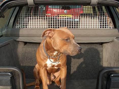 Amerikansk staffordshire terrier anton billede 4