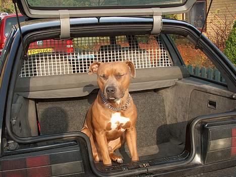 Amerikansk staffordshire terrier anton billede 5