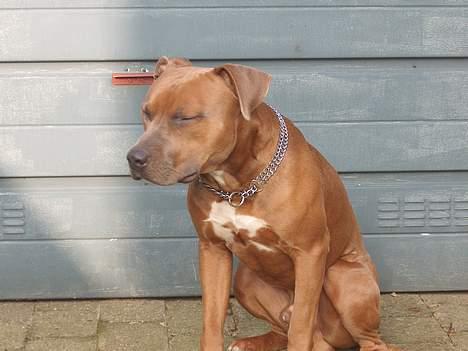 Amerikansk staffordshire terrier anton billede 6