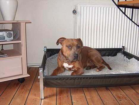 Amerikansk staffordshire terrier anton billede 7