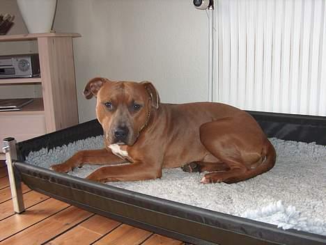 Amerikansk staffordshire terrier anton billede 8