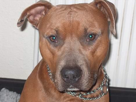 Amerikansk staffordshire terrier anton billede 9