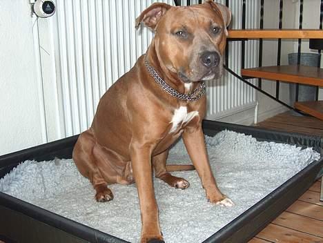 Amerikansk staffordshire terrier anton billede 10