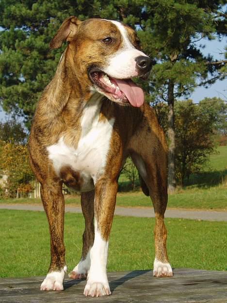 Amerikansk staffordshire terrier Nala - nyt! 30/10-2005 billede 14