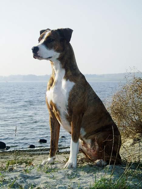 Amerikansk staffordshire terrier Nala - For du for lækker, lækker, lækker, lækker;o) billede 15