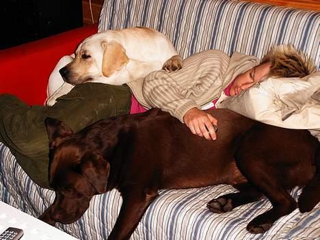 Labrador retriever Anton / Korols Bufas billede 12