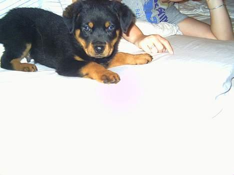 Rottweiler Kaiser billede 1