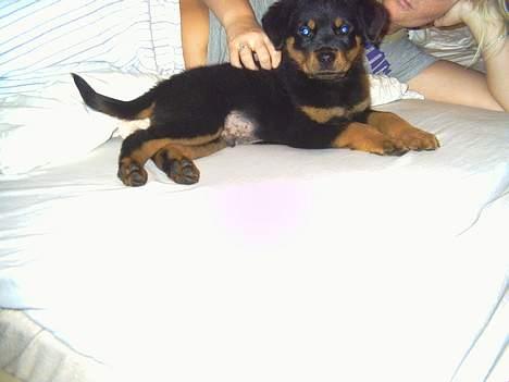 Rottweiler Kaiser billede 2