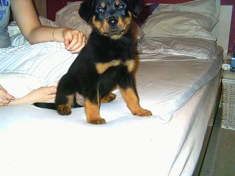 Rottweiler Kaiser billede 3
