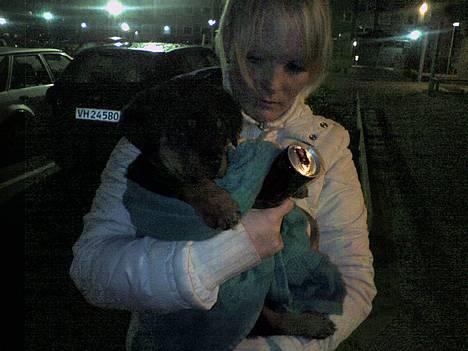 Rottweiler Kaiser billede 4