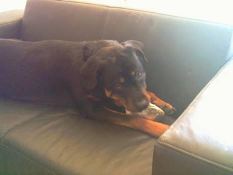 Rottweiler Kaiser - Her har jeg lige aflivet min bedste ven Mr. Bold billede 6