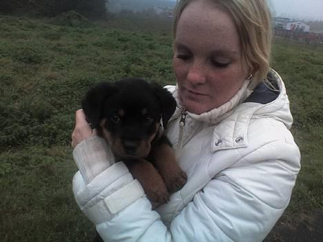 Rottweiler Kaiser billede 7