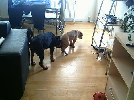 Rottweiler Kaiser billede 8