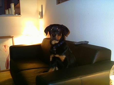 Rottweiler Kaiser billede 9