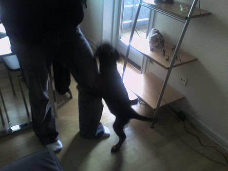 Rottweiler Kaiser - Man er vel en mand :) billede 11