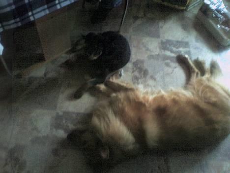 Rottweiler Kaiser billede 12