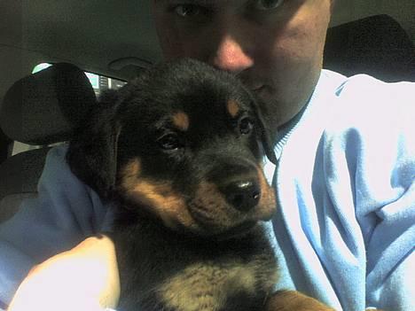 Rottweiler Kaiser billede 13