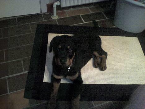 Rottweiler Kaiser billede 15
