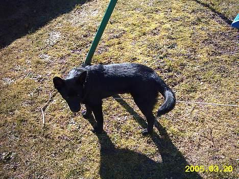 Sort spids Noa - Nogen der gider hjælpe mig med min snor billede 6