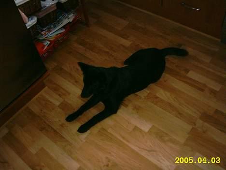 Sort spids Noa - Hvor kan jeg dog ligge pænt..  billede 7