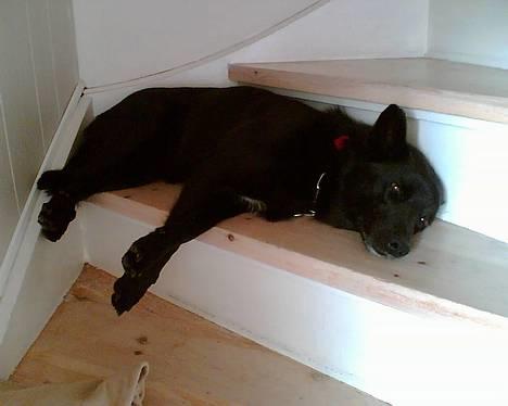 Sort spids Noa - Skøønt kan endelig slappe af på trappen. billede 8