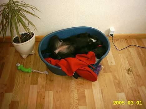 Sort spids Noa - Er jeg ikke bare en fræk pige? billede 9