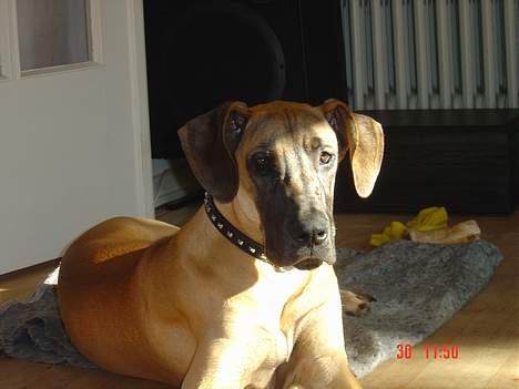 Grand danois Sally (solgt) billede 9