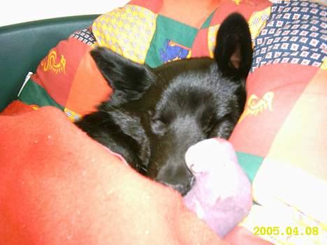 Sort spids Noa - Endnu en middagslur med min lille hund billede 10