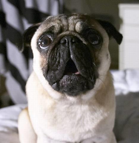 Mops Anton Sixten Milo - Forskrækket, mig?! Næh, jeg gemmer såmænd bare på en kiks! ;0) billede 9