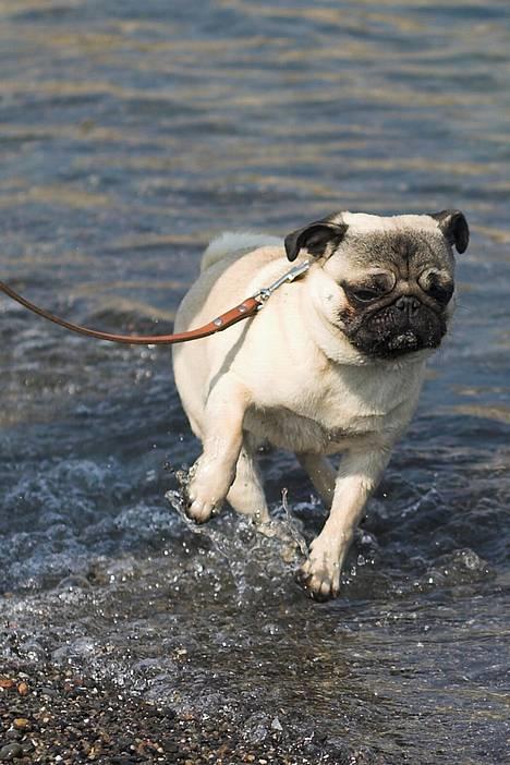 Mops Anton Sixten Milo - Brrr! Du sagde 18 grader, mor!! billede 10