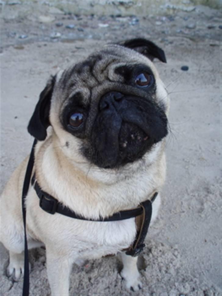 Mops Anton Sixten Milo - Anton ved Bulbjerg strand, sommeren 2007! billede 11