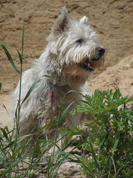 West highland white terrier Basim *Himmelhund* - Ved stranden billede 17
