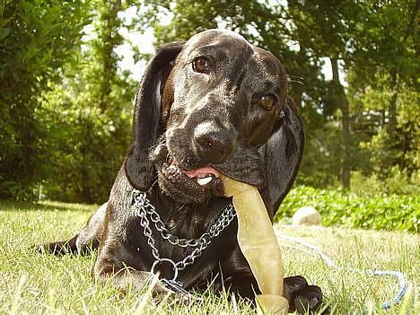 Blanding af racer Trofast aka. "Rufas" - Hej jeg hedder trofast - velkommen til...   billede 1