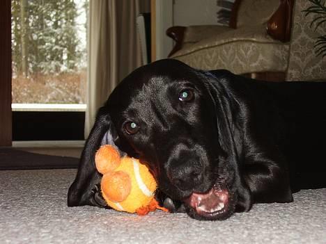 Blanding af racer Trofast aka. "Rufas" - Weee... en helt ny giraf....  billede 2