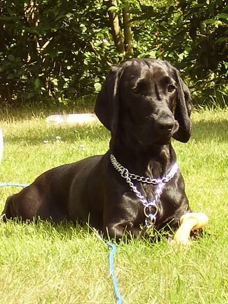 Blanding af racer Trofast aka. "Rufas" - Holder lige vagt ude i haven...  billede 3