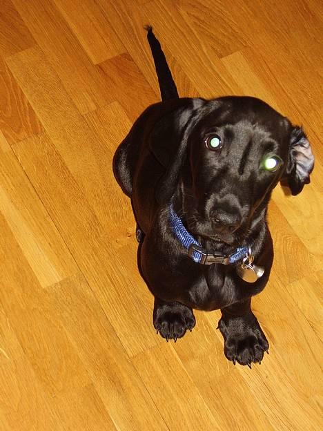 Blanding af racer Trofast aka. "Rufas" - Hva er det for noget???  billede 4