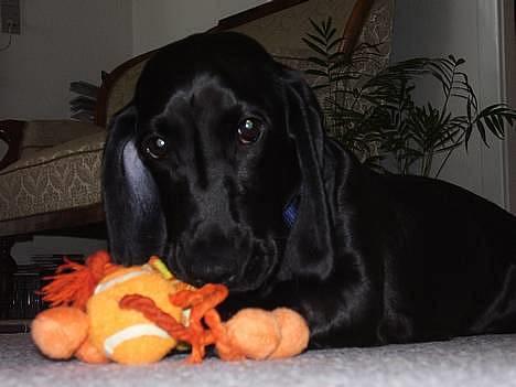 Blanding af racer Trofast aka. "Rufas" - Med min nye giraf.... :o) billede 6