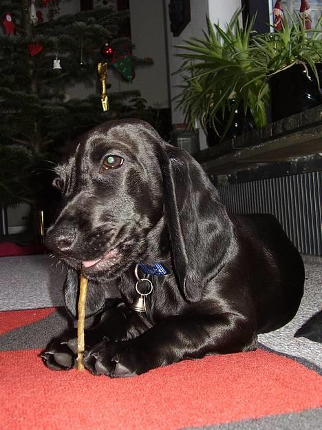 Blanding af racer Trofast aka. "Rufas" - Nam nam - fik sådan nogle dejlige pinde i julegave  billede 7